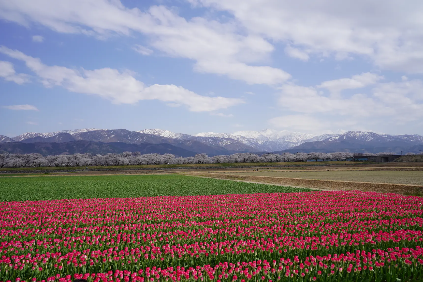 絶景を楽しむポイント②【チューリップの目線で写真を撮ろう！】-0