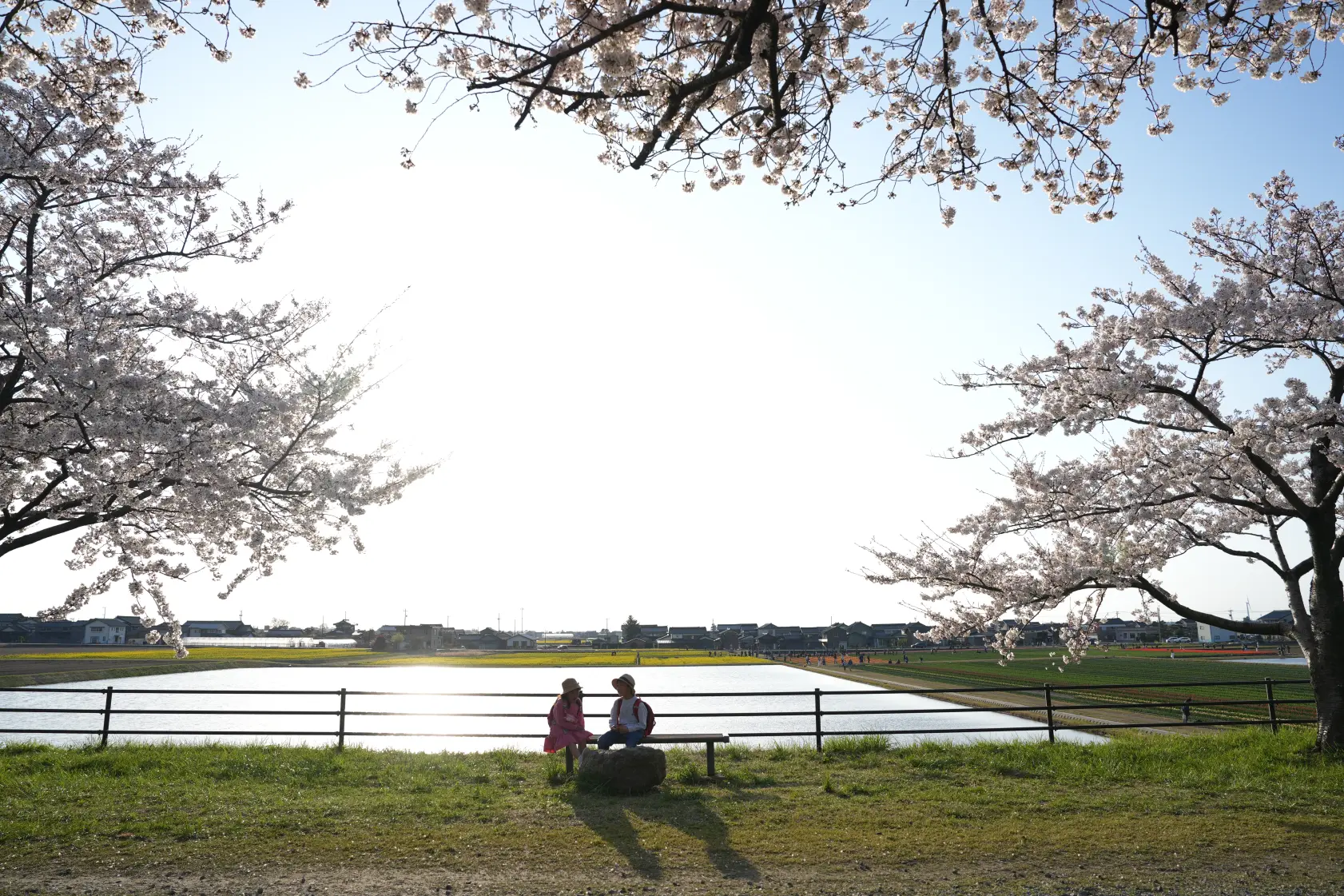 絶景を楽しむポイント③【夕陽とともにお花見を！】-0