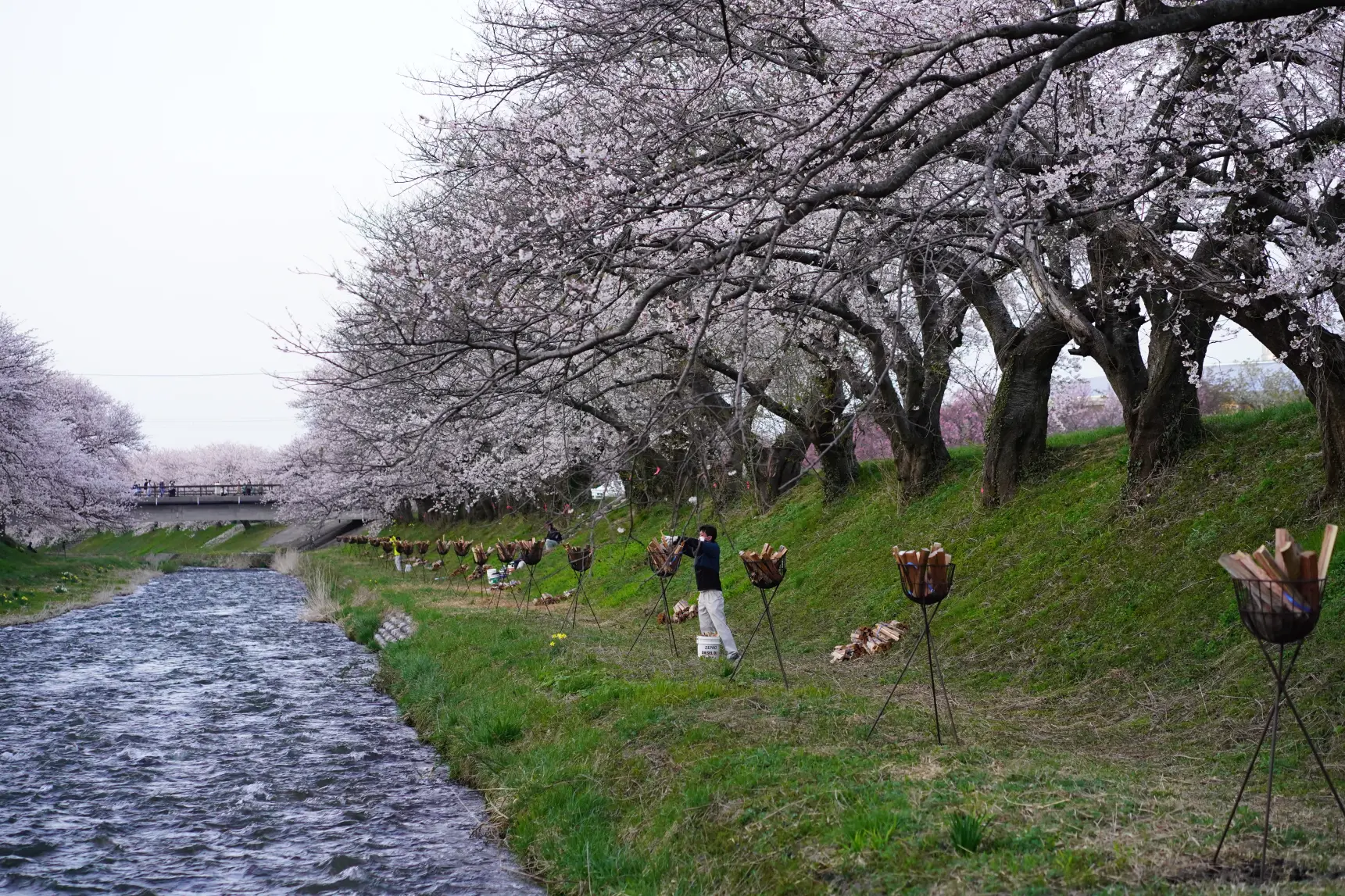 絶景を楽しむポイント④【かがり火の夜桜】-0