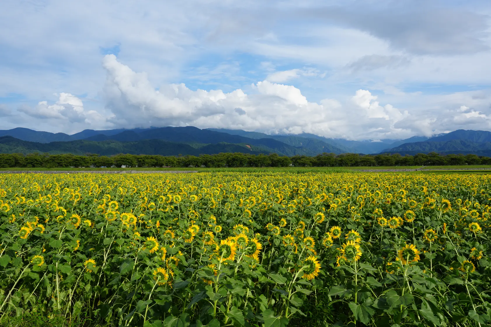 富山県の春の絶景！あさひ舟川「春の四重奏」の見どころを紹介します