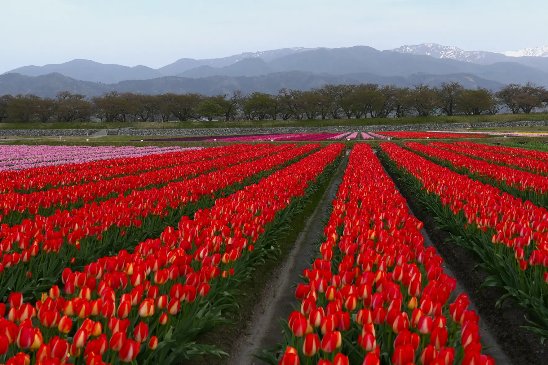 絶景を楽しむポイント⑤【桜が散っても楽しめるチューリップ畑と菜の花畑】-0