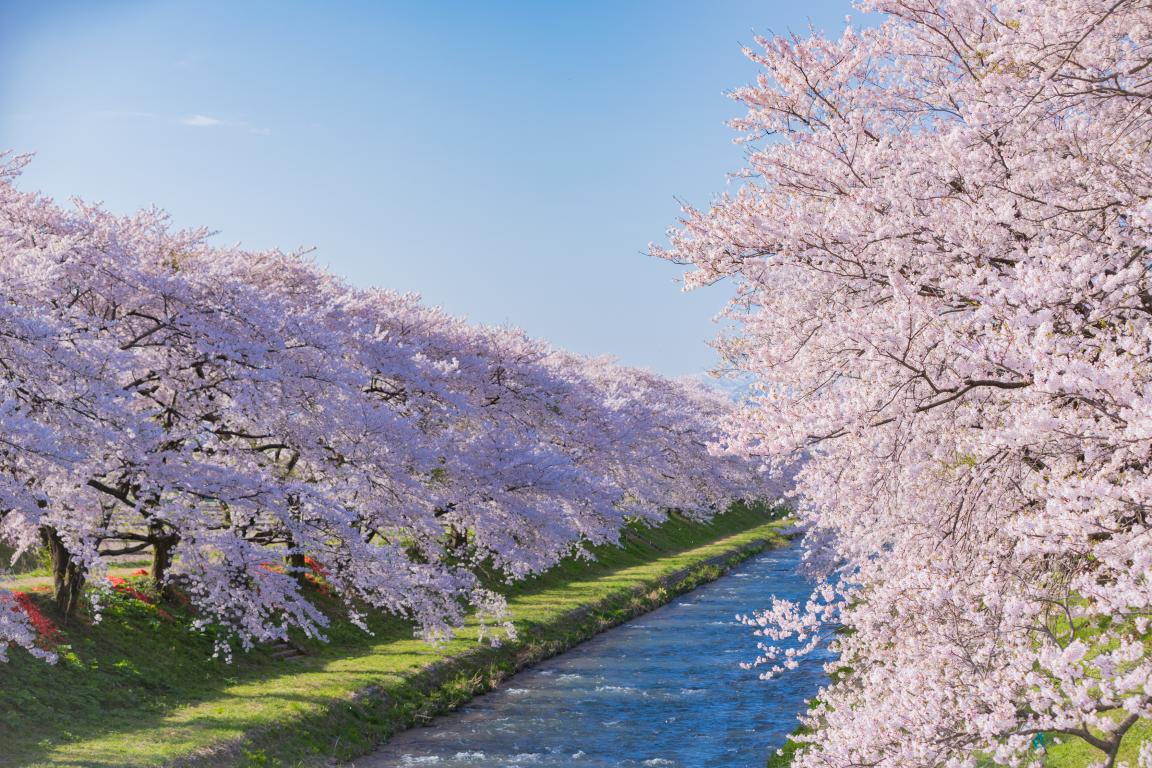 【富山の絶景】富山のおすすめ桜スポット | ふぉとやまライター | 【公式】富山県の観光/旅行サイト「とやま観光ナビ」