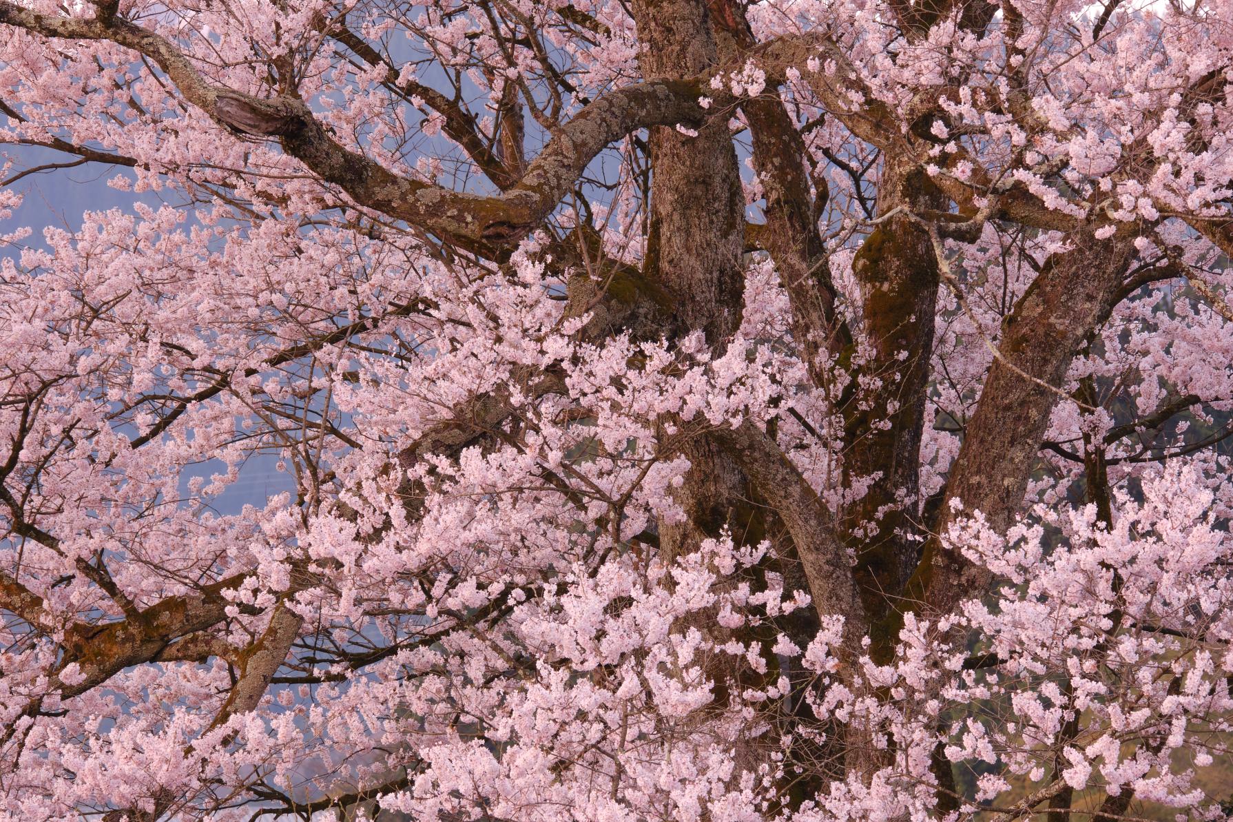 富山の絶景】富山のおすすめ桜スポット | ふぉとやまライター | 【公式 