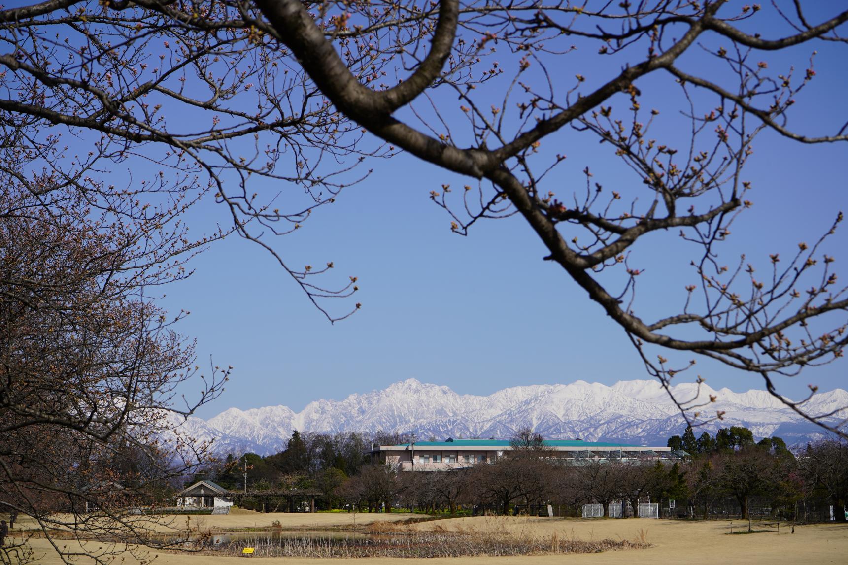 冬の絶景！立山連峰を眺められる「富山県中央植物園」-1