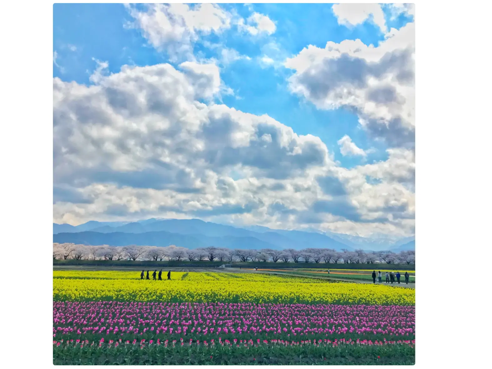 1-3.　あさひ舟川「春の四重奏」　28.3km地点-0