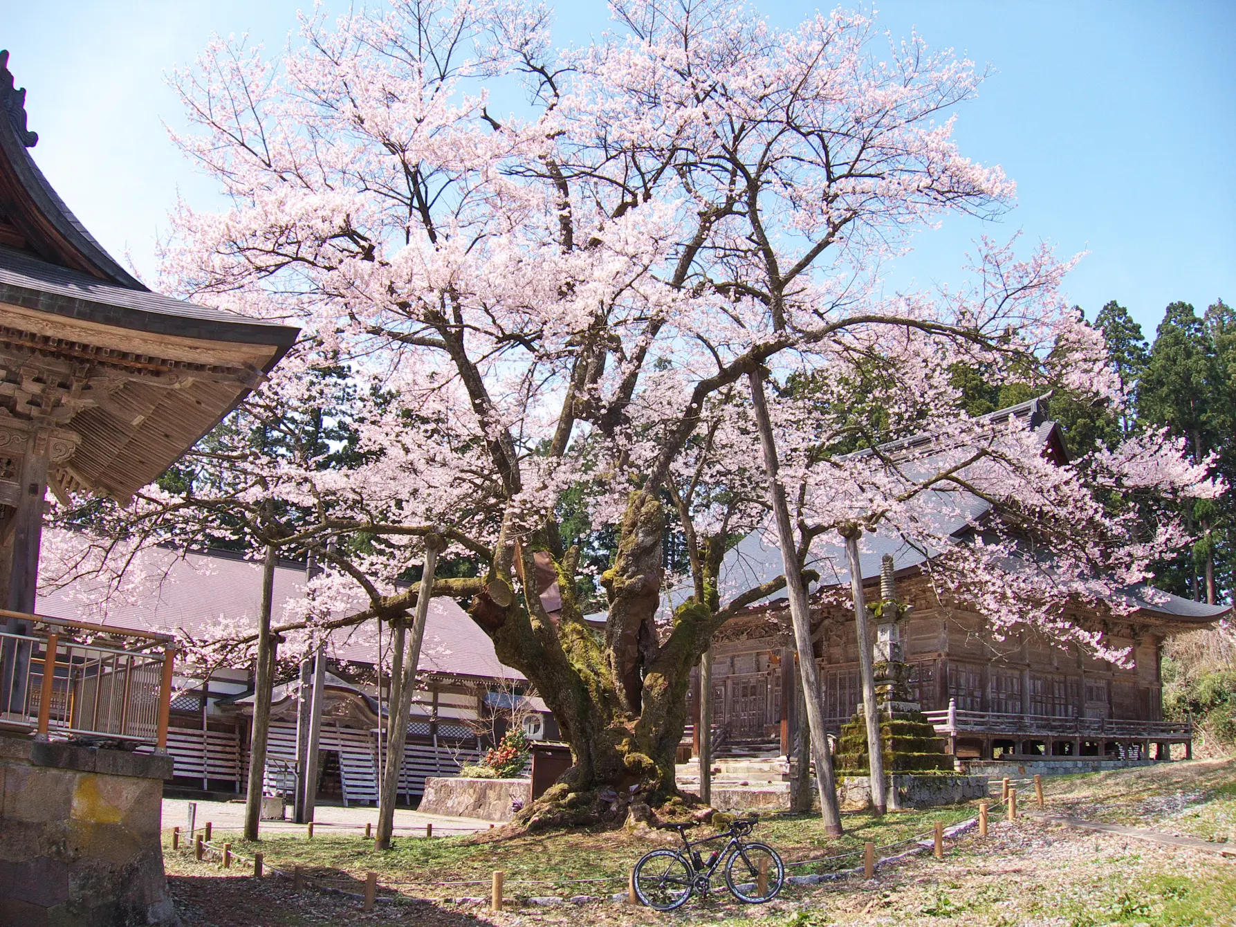 1-5.　明日の大桜（法福寺）　40.1km地点-1