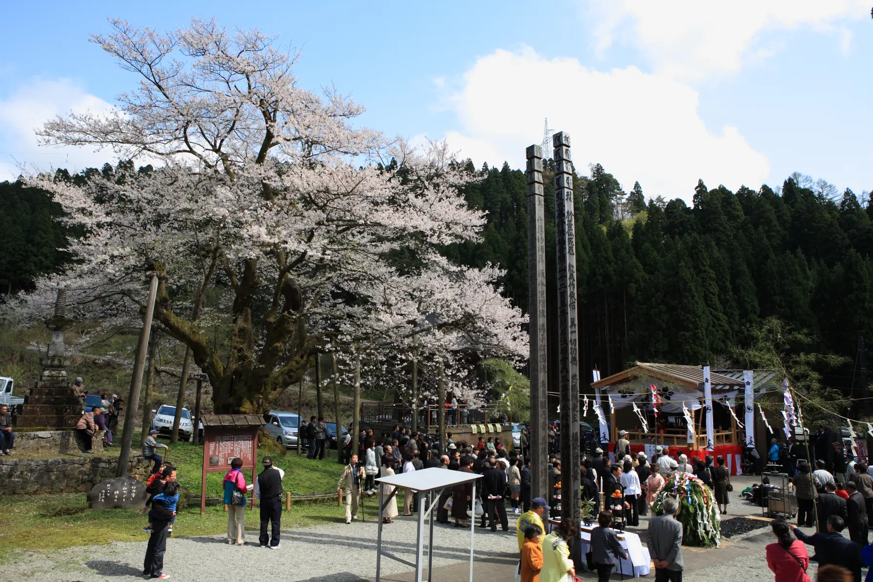 1-5.　明日の大桜（法福寺）　40.1km地点-3