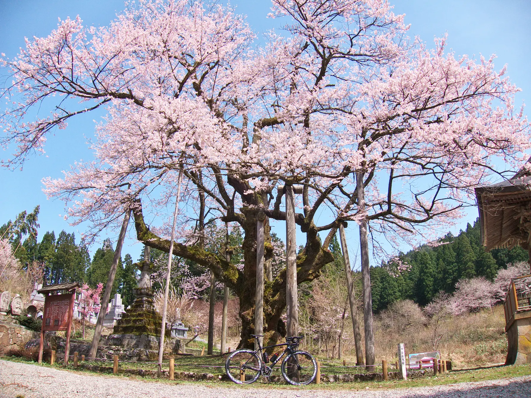 1-5.　明日の大桜（法福寺）　40.1km地点-0