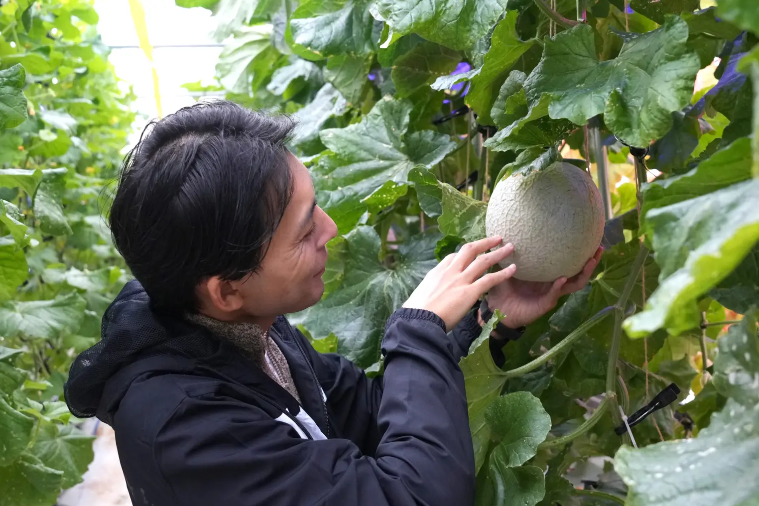 朝日町草野にある「植物工場」-3