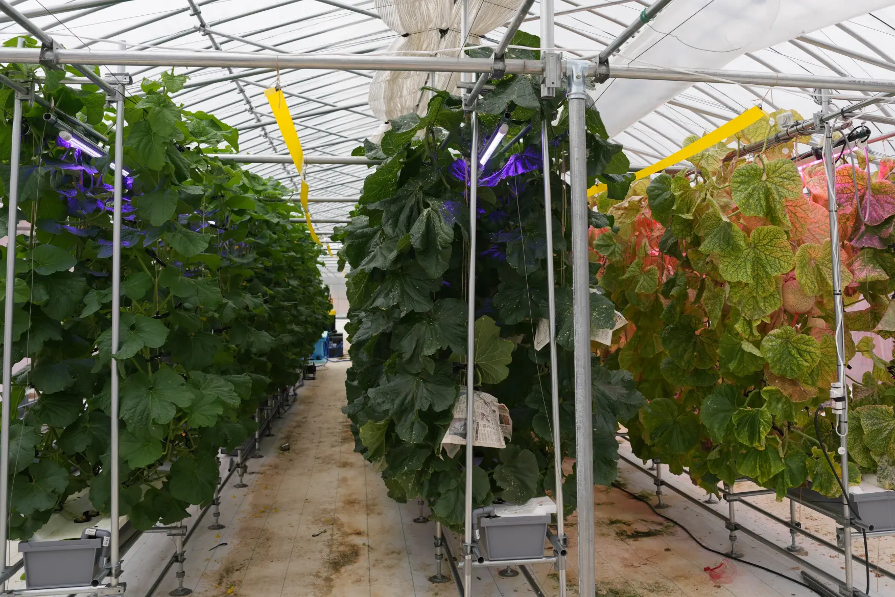 朝日町草野にある「植物工場」-2