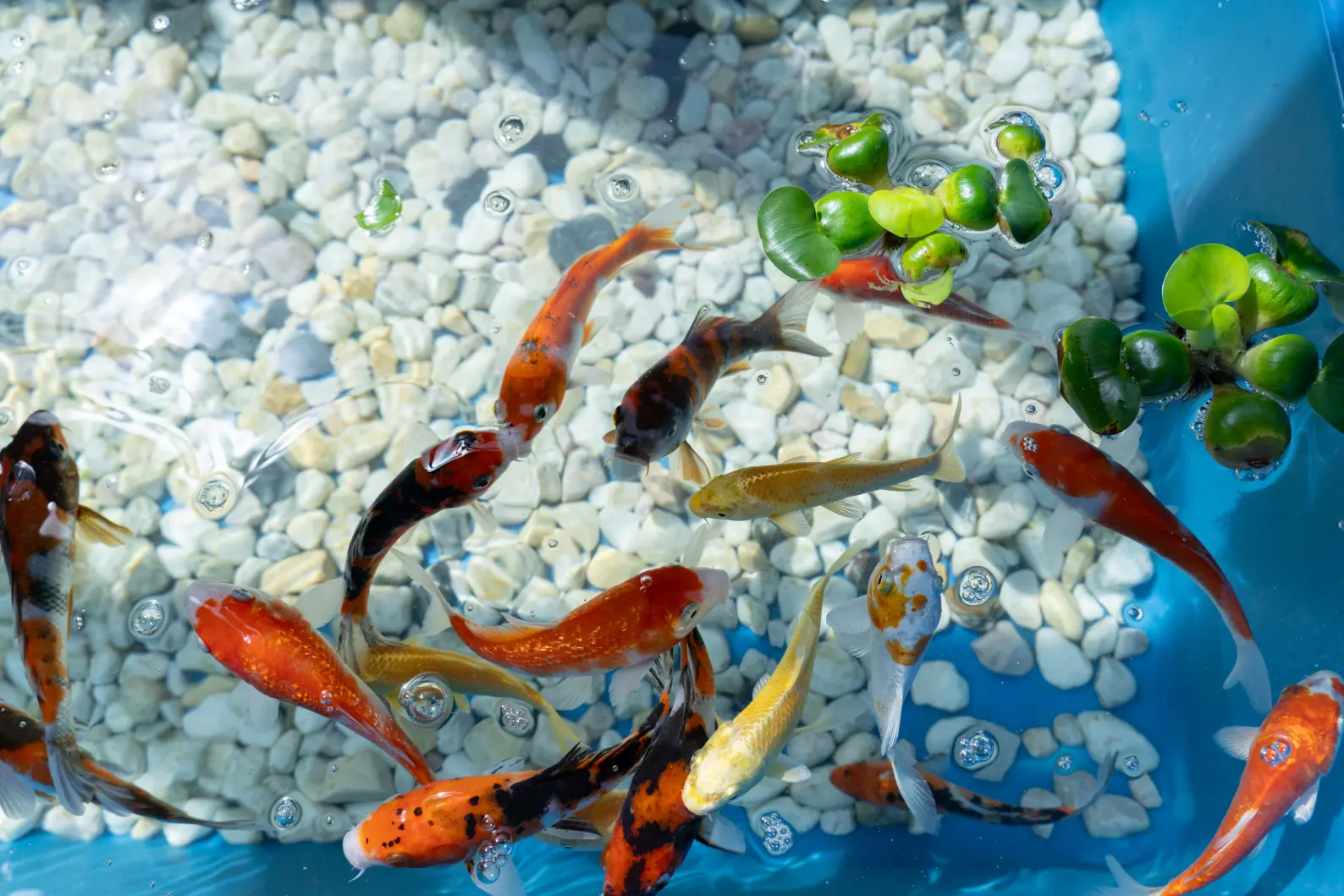 氷見で淡水魚！？-0