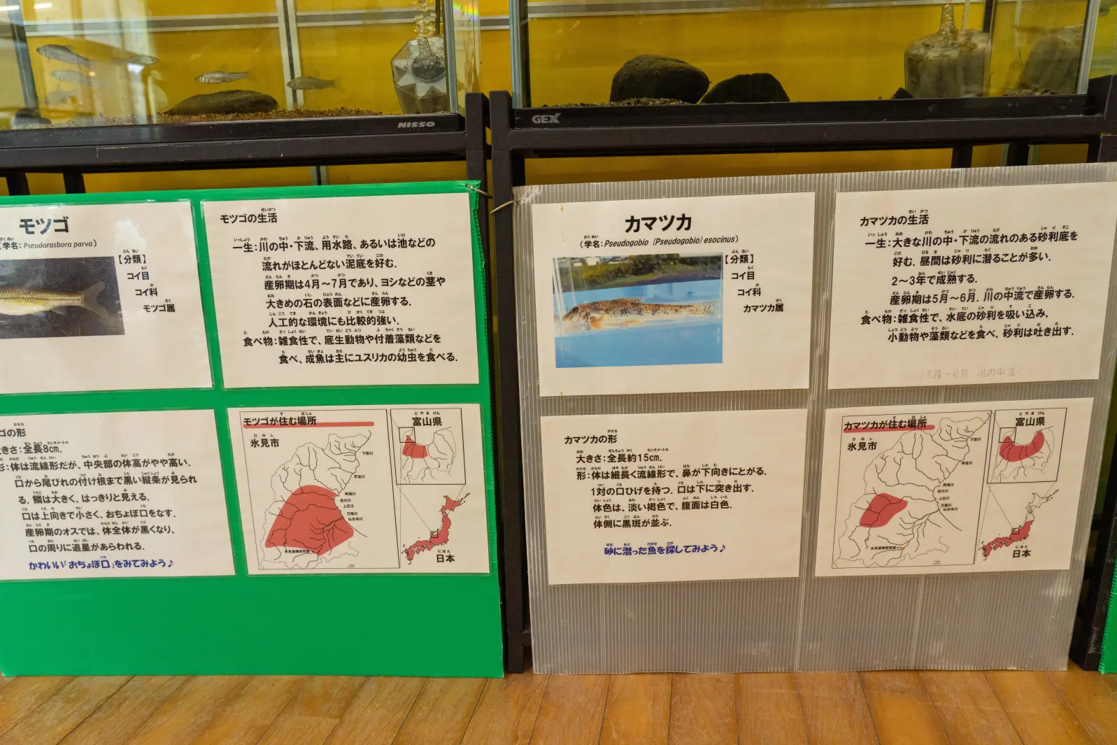 展示されている生き物たち-1