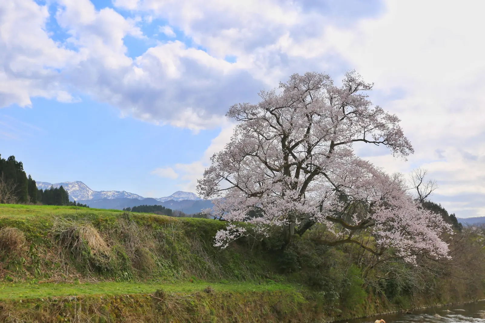 2-3.　向野の桜　25.5km地点-1