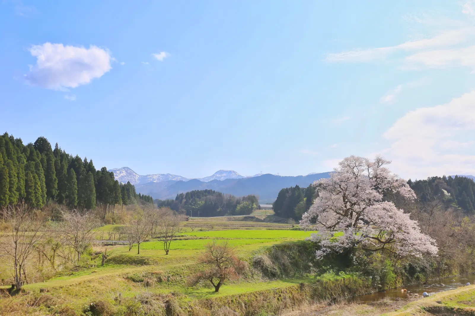 2-3.　向野の桜　25.5km地点-0
