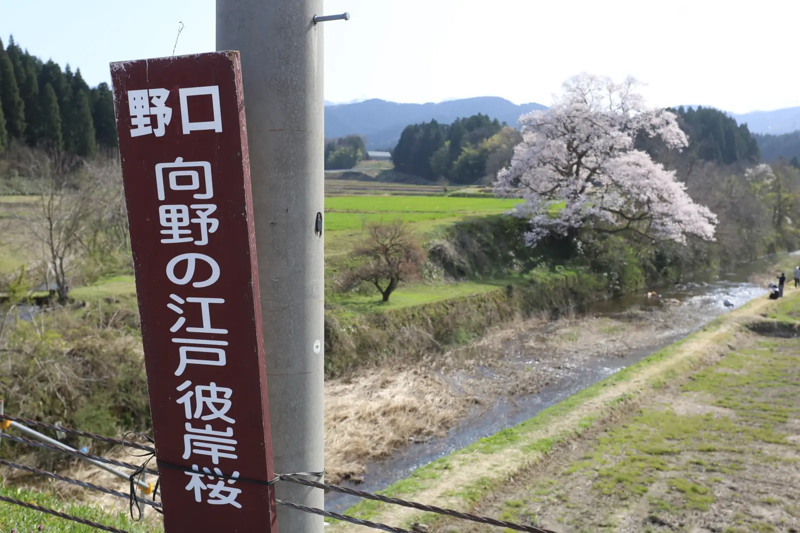 2-3.　向野の桜　25.5km地点-2