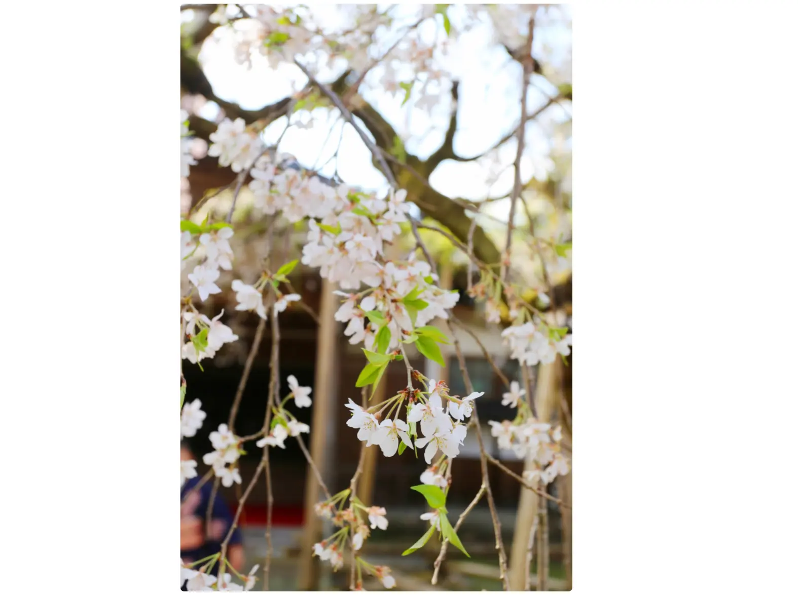 2-4.　城端別院 善徳寺「糸桜」　27.7km地点-1