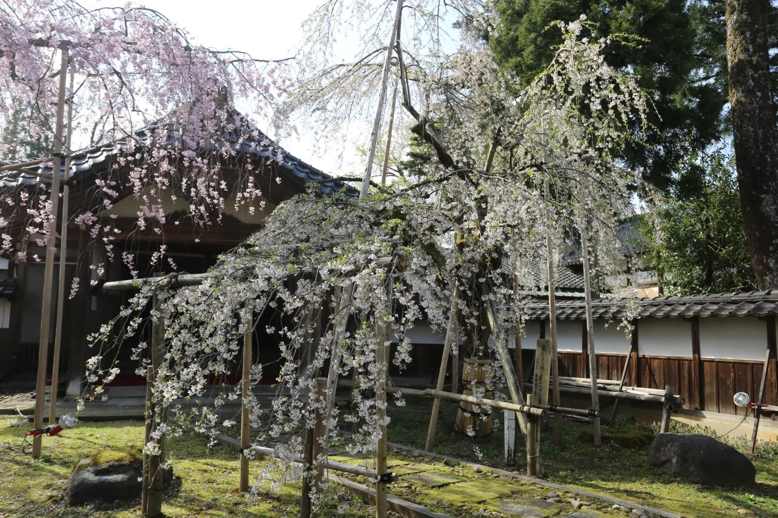 2-4.　城端別院 善徳寺「糸桜」　27.7km地点-0