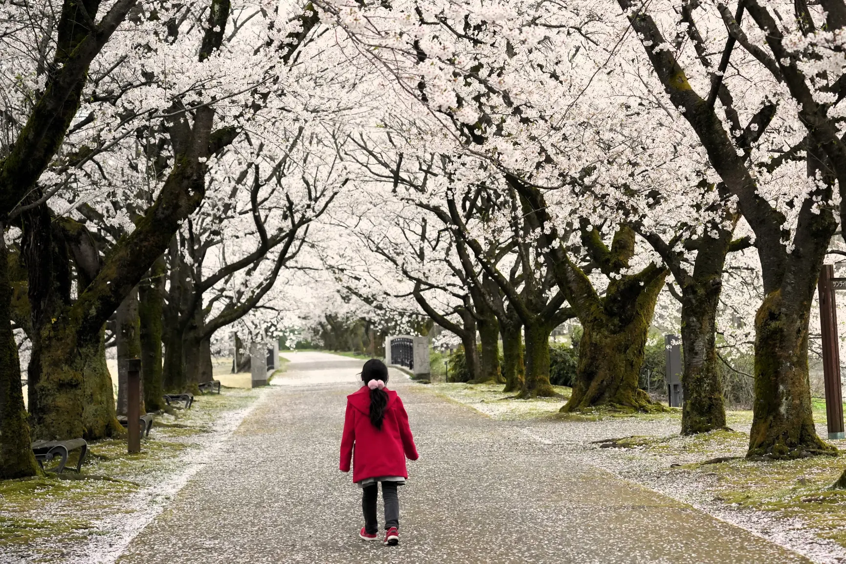 「学芸員と巡る 北陸最大級！富山県中央植物園満喫プラン」とは？-0
