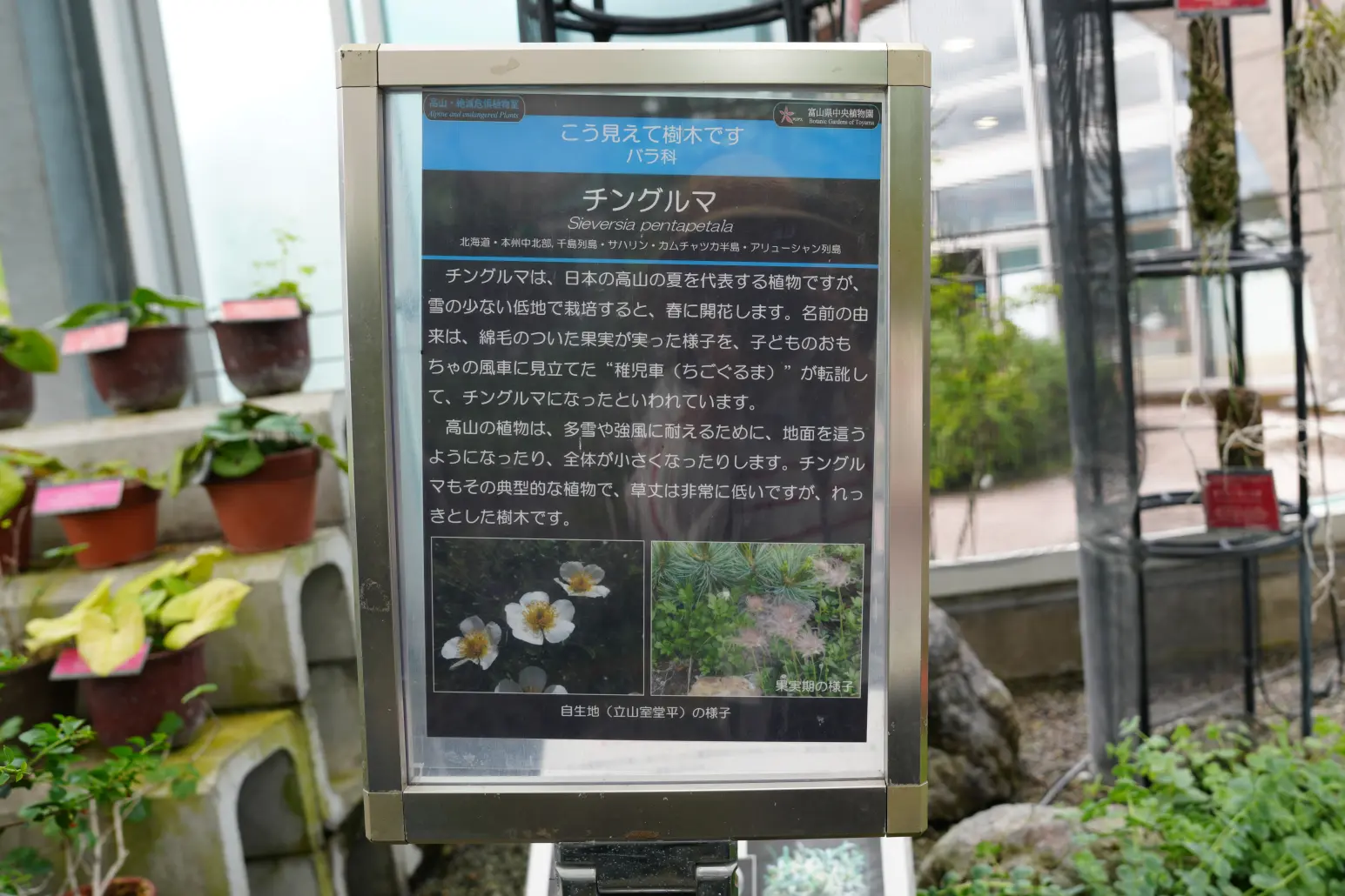 「高山・絶滅危惧植物室」よりスタート！-0