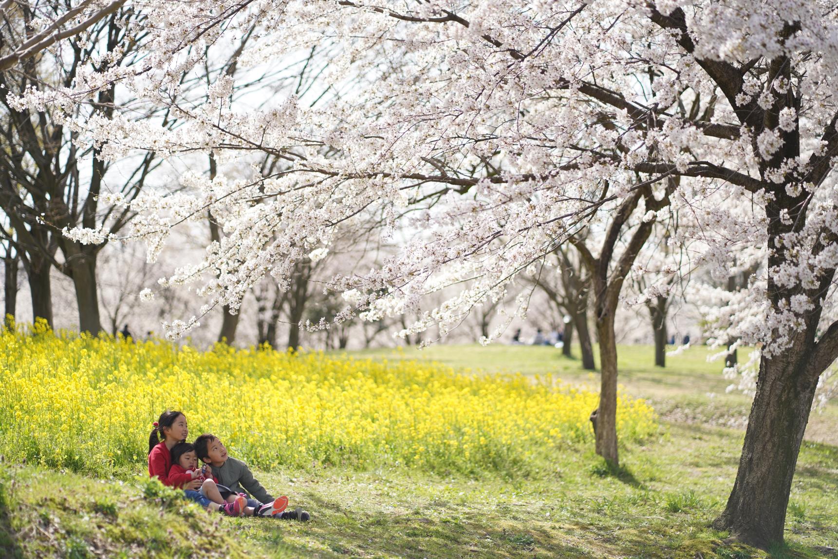 3、満開の桜と菜の花のコラボが見れる「呉羽山公園・都市緑化植物園」！-0