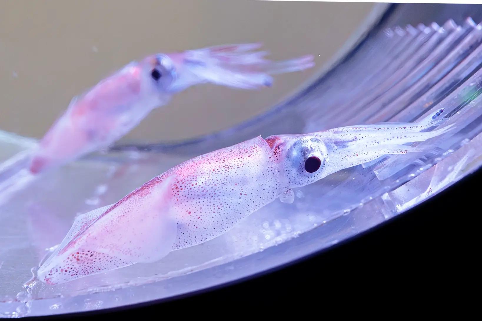生き物たちの展示-0