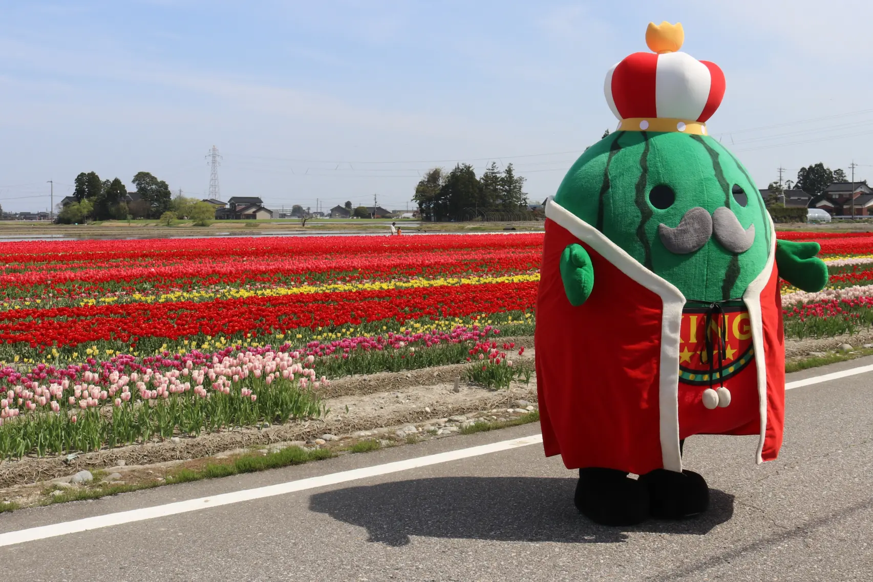 1、入善町の「にゅうぜんフラワーロード」！-0