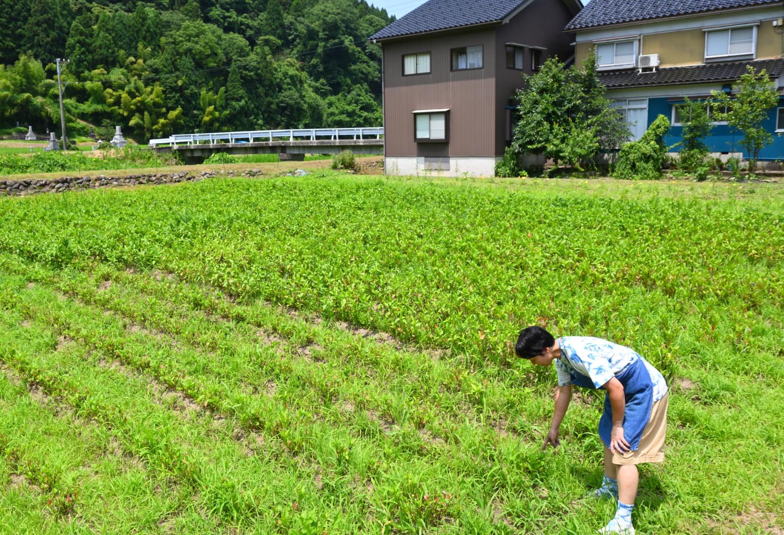 「藍」を通じた人とのつながり-0