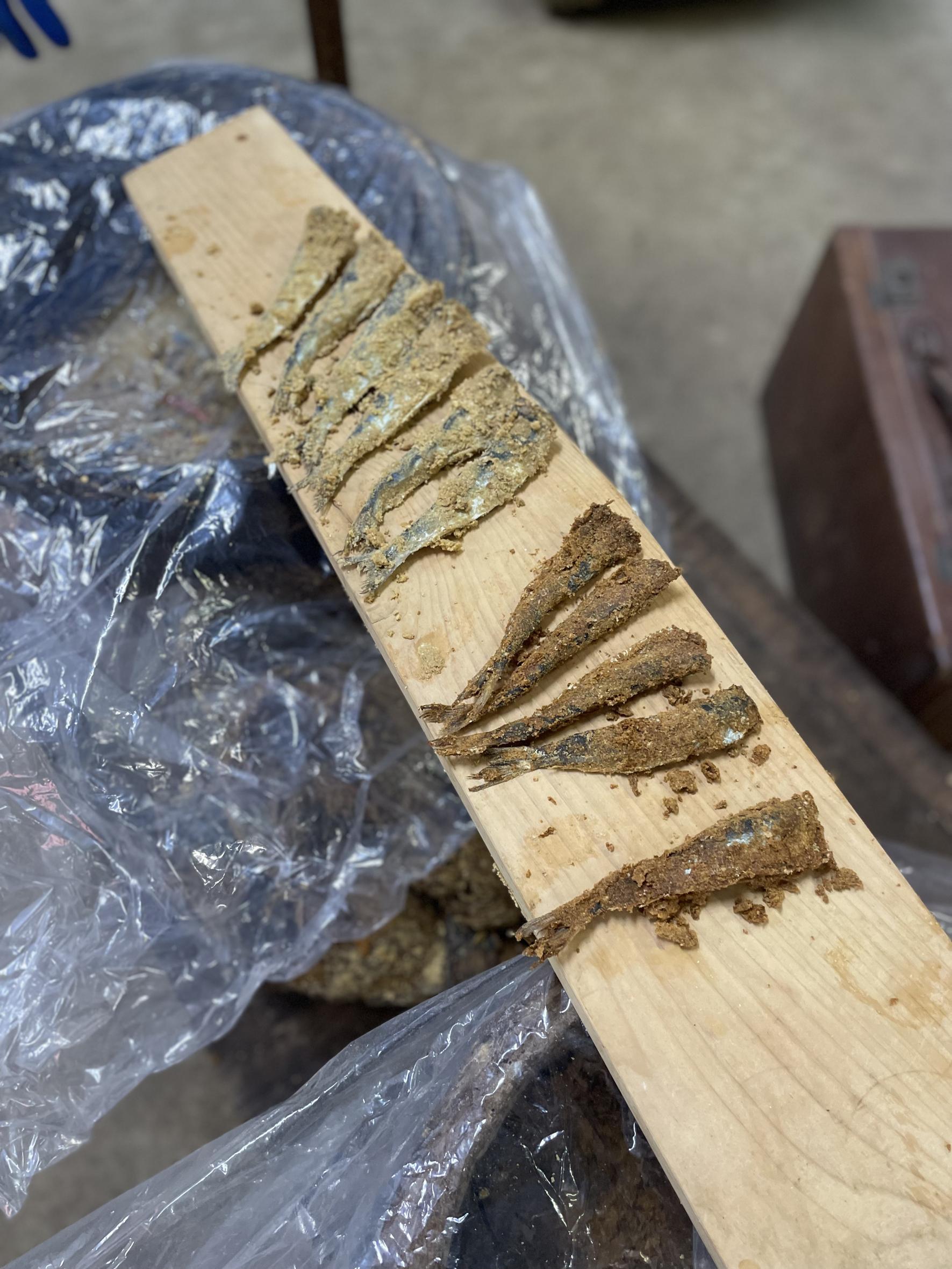 「こんか開き」イベントの魅力-0