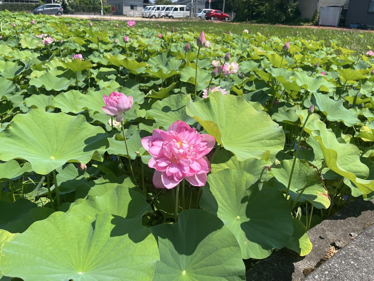 【無量寺のハス畑】お盆に咲く清らかなピンクの花-0