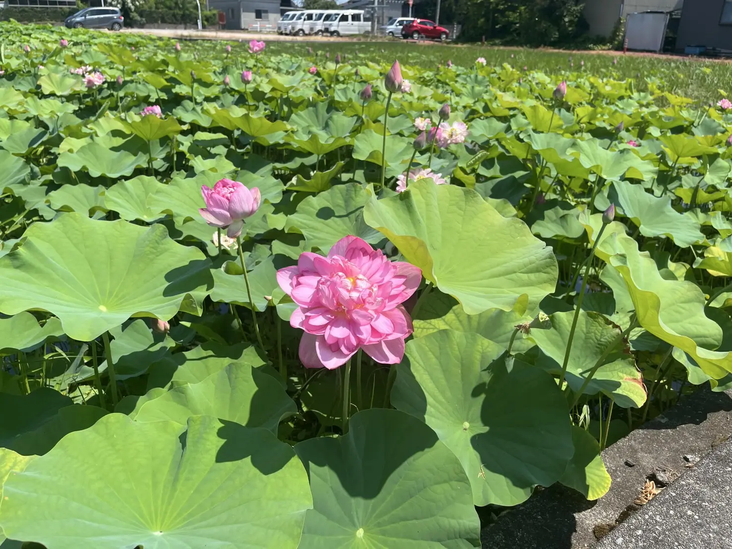 【無量寺のハス畑】お盆に咲く清らかなピンクの花-0