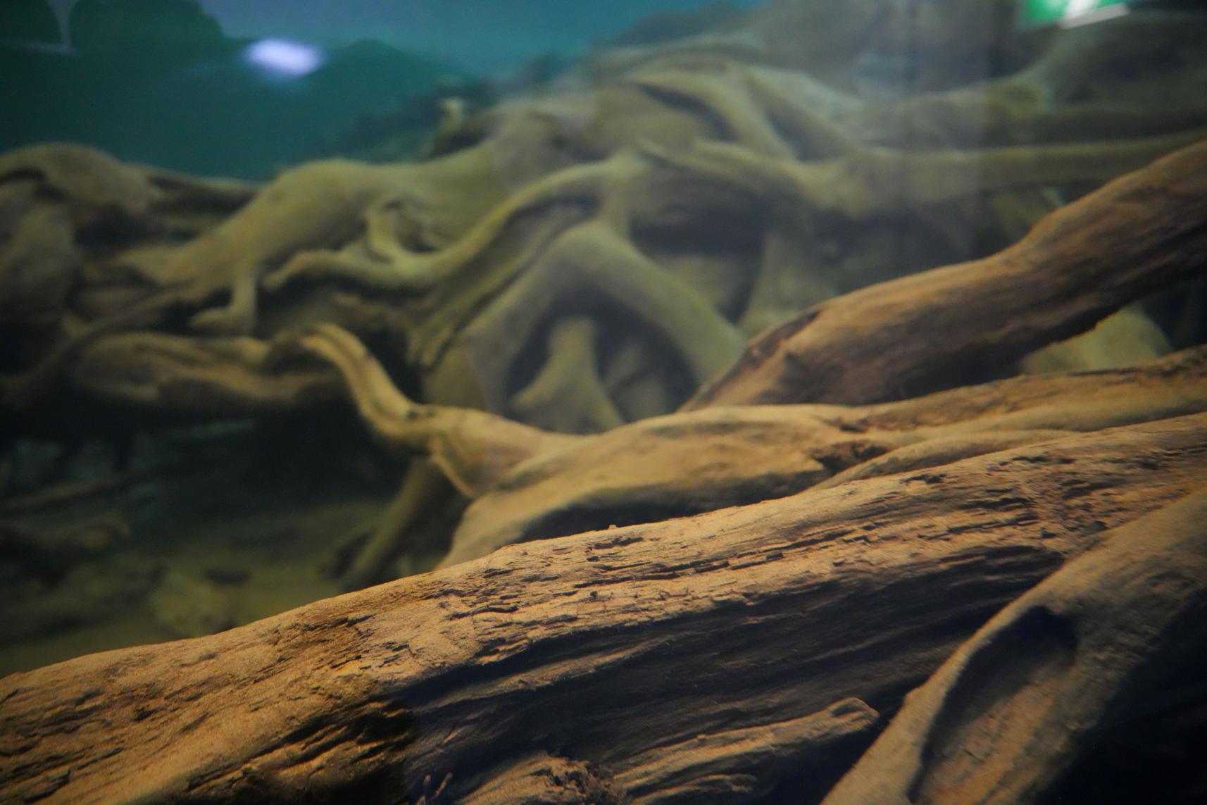 1番のみどころ！「水中展示館」へ！-1