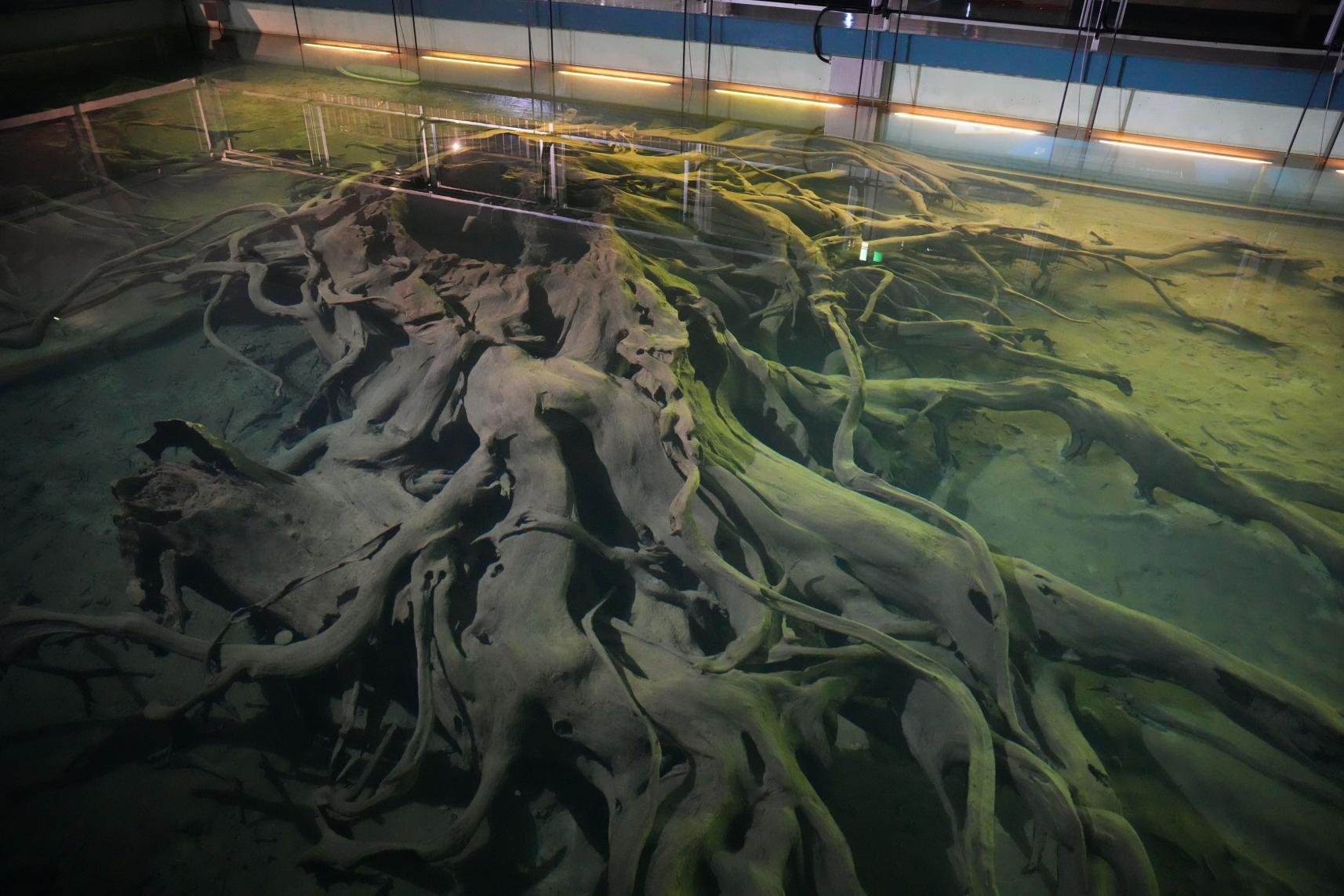 1番のみどころ！「水中展示館」へ！-0