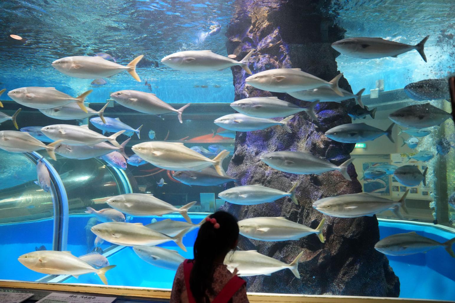 【モデルコース】雨の日でも大満喫！魚津市おすすめの1日おでかけコース！-0