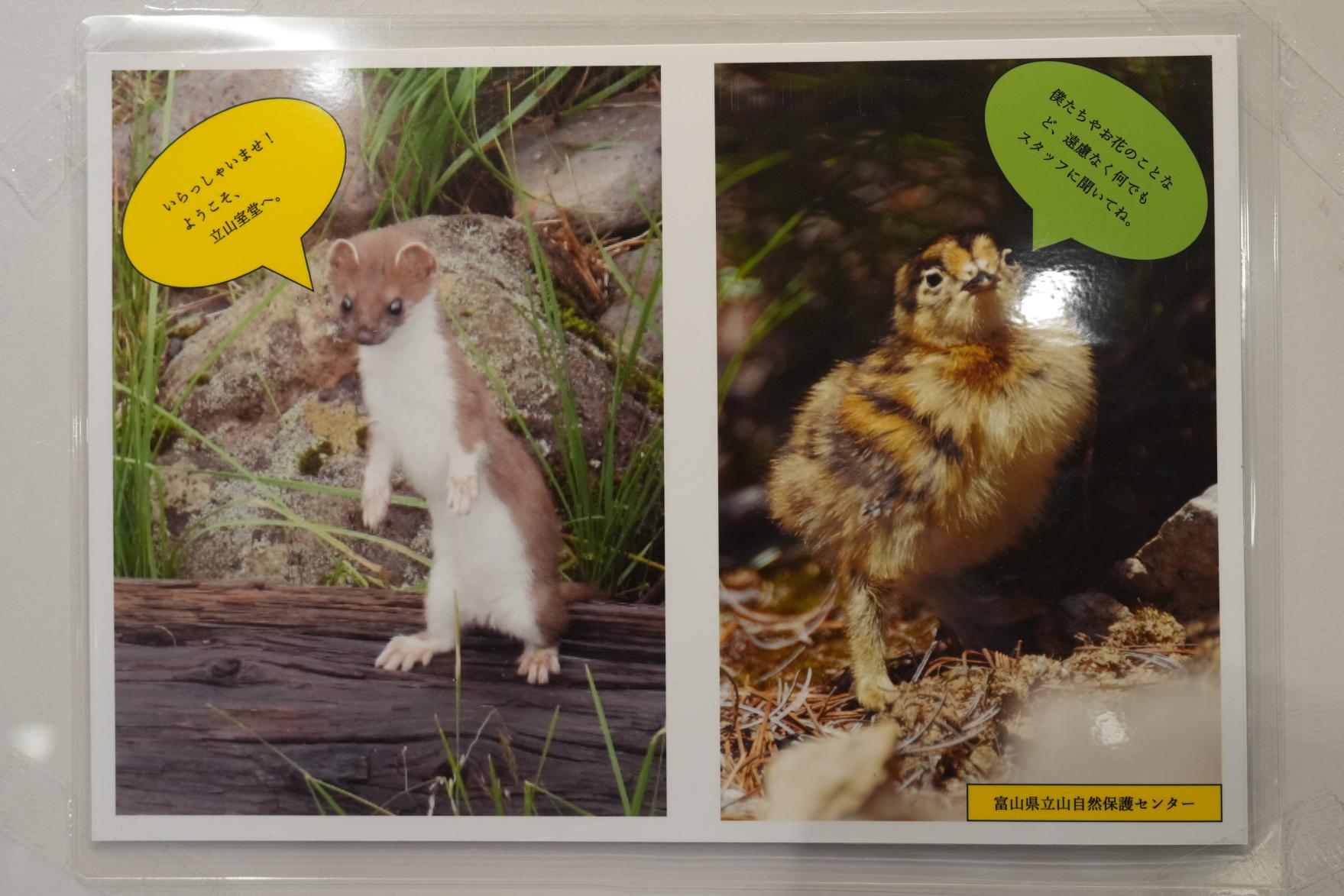 家族みんなが楽しめる立山・室堂平の4時間のプランは？-0