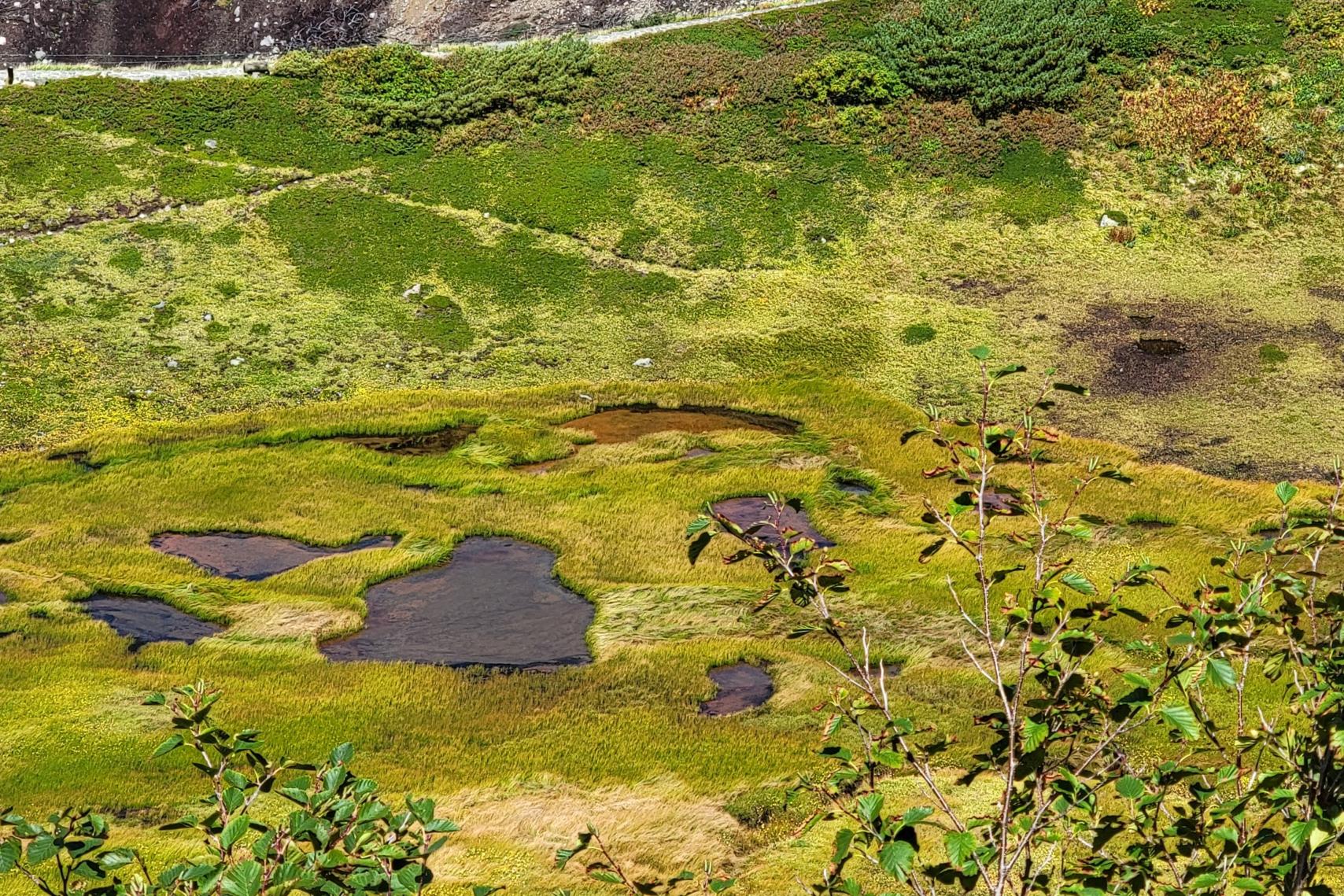 「みくりが池一周」コース、再スタート！-1