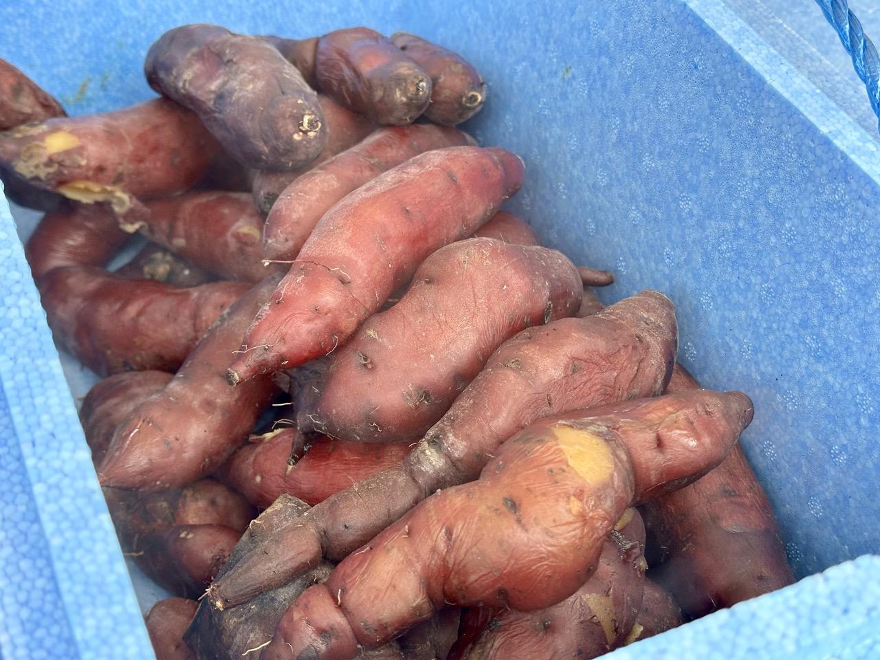 地元ならではの味覚と若さ溢れる舞-2