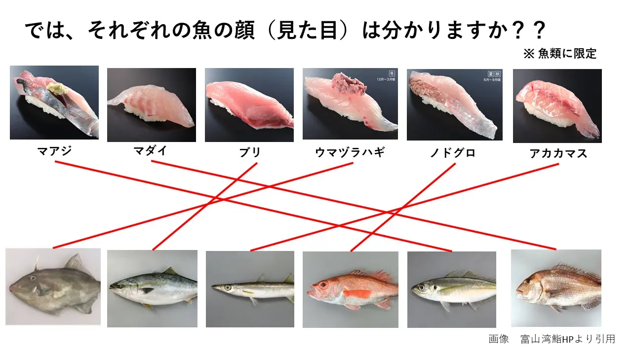 富山の魚はどこから？どうやって獲られている？-0