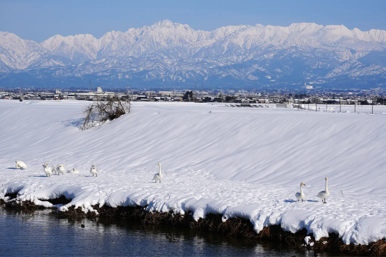 スポット⑥　富山市婦中町　山田川（白鳥の飛来地）-1
