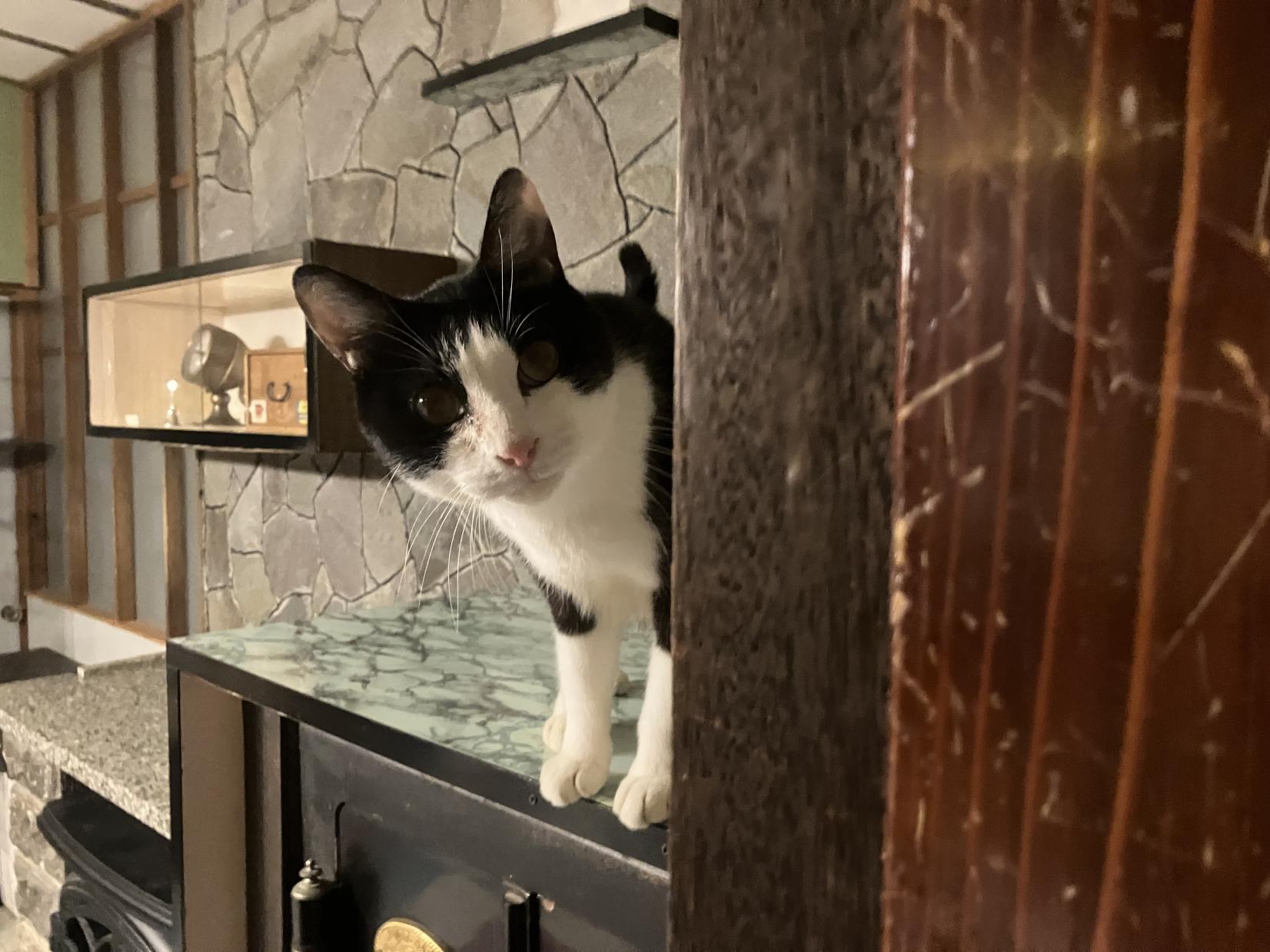 【月猫カフェ】古民家で、猫とゆるり。心がほどける保護猫カフェ-1