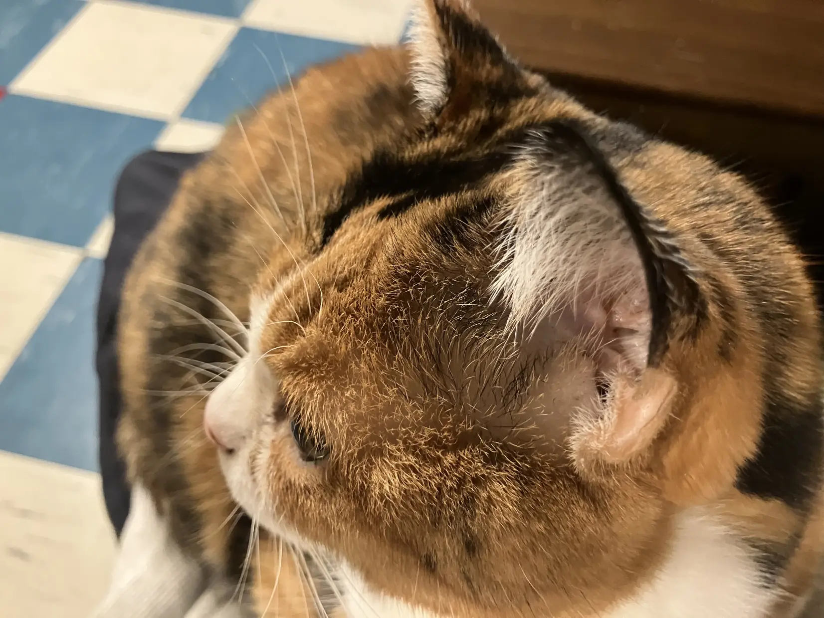 【月猫カフェ】古民家で、猫とゆるり。心がほどける保護猫カフェ-0