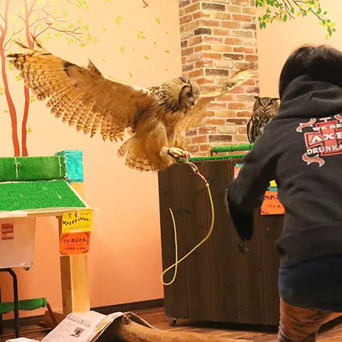 【フクロウカフェアクアフォレスト水の森】ふくろうに会える、富山の隠れ家リトリート-0