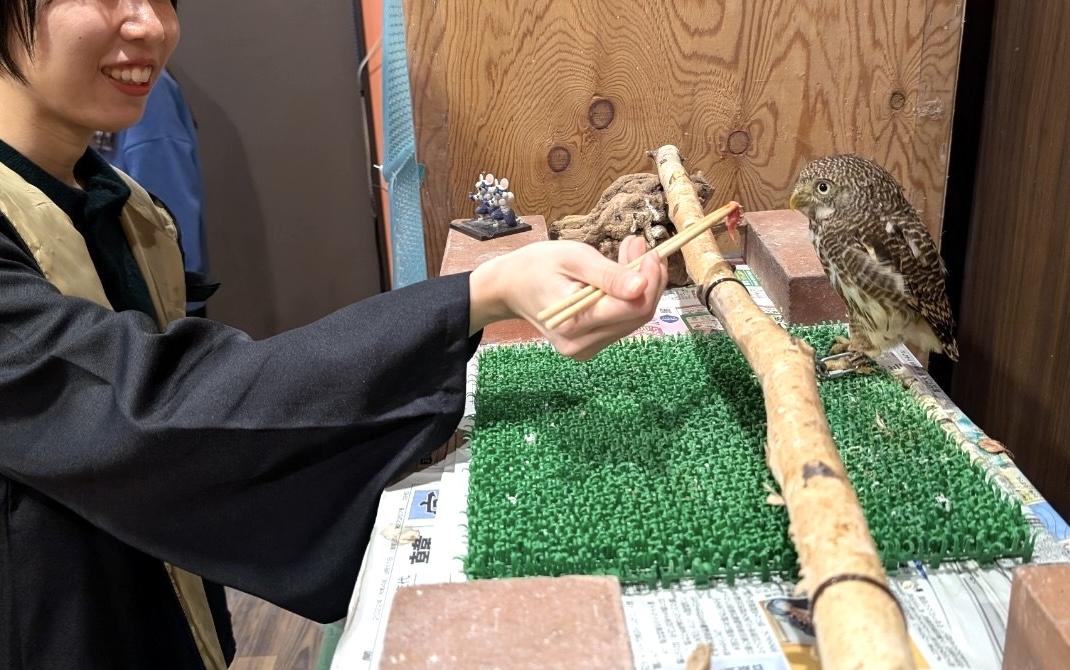 【フクロウカフェアクアフォレスト水の森】ふくろうに会える、富山の隠れ家リトリート-2