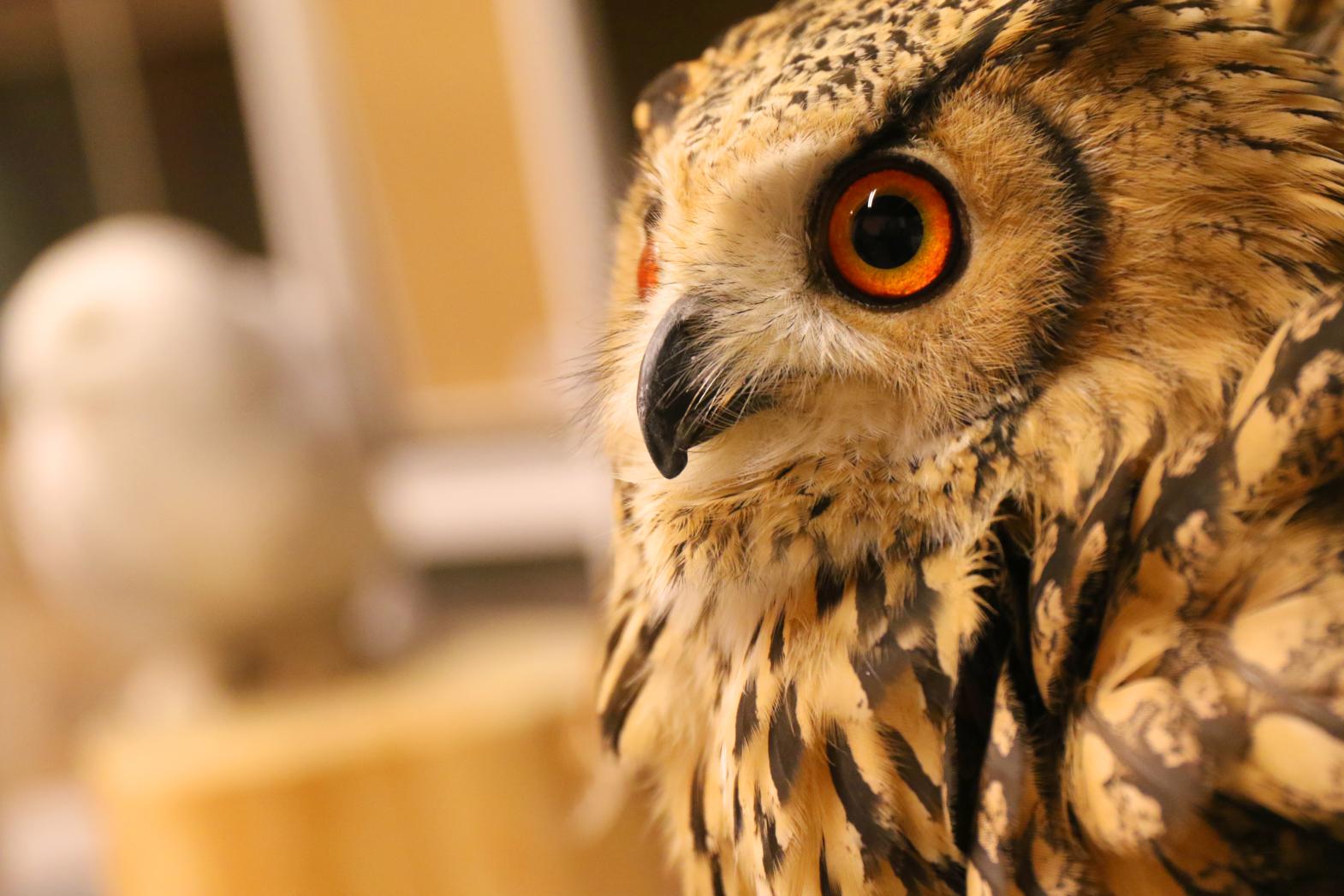 【フクロウカフェアクアフォレスト水の森】ふくろうに会える、富山の隠れ家リトリート-1