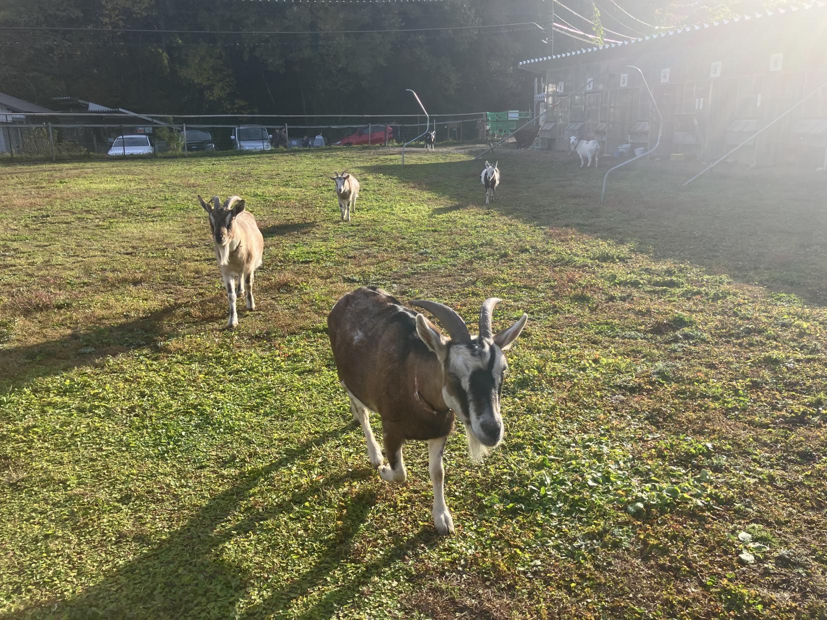 【山の中のヤギカフェ 草の音 】吉がけ牧場のヤギに会えるカフェでほっとひと息-1
