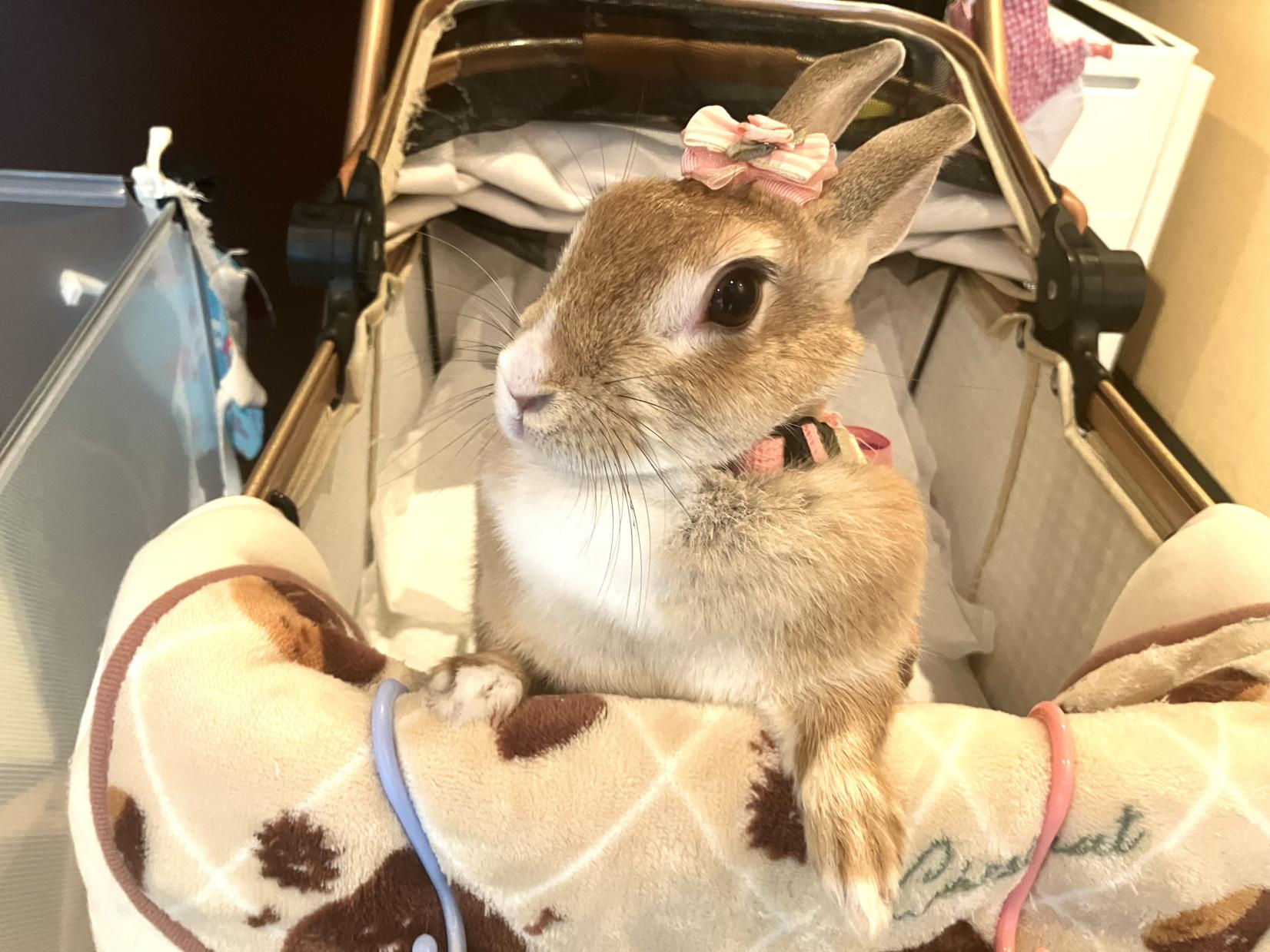 【かふぇ まんままろん】古城公園そばでほっと一息。癒しのうさぎカフェ-0