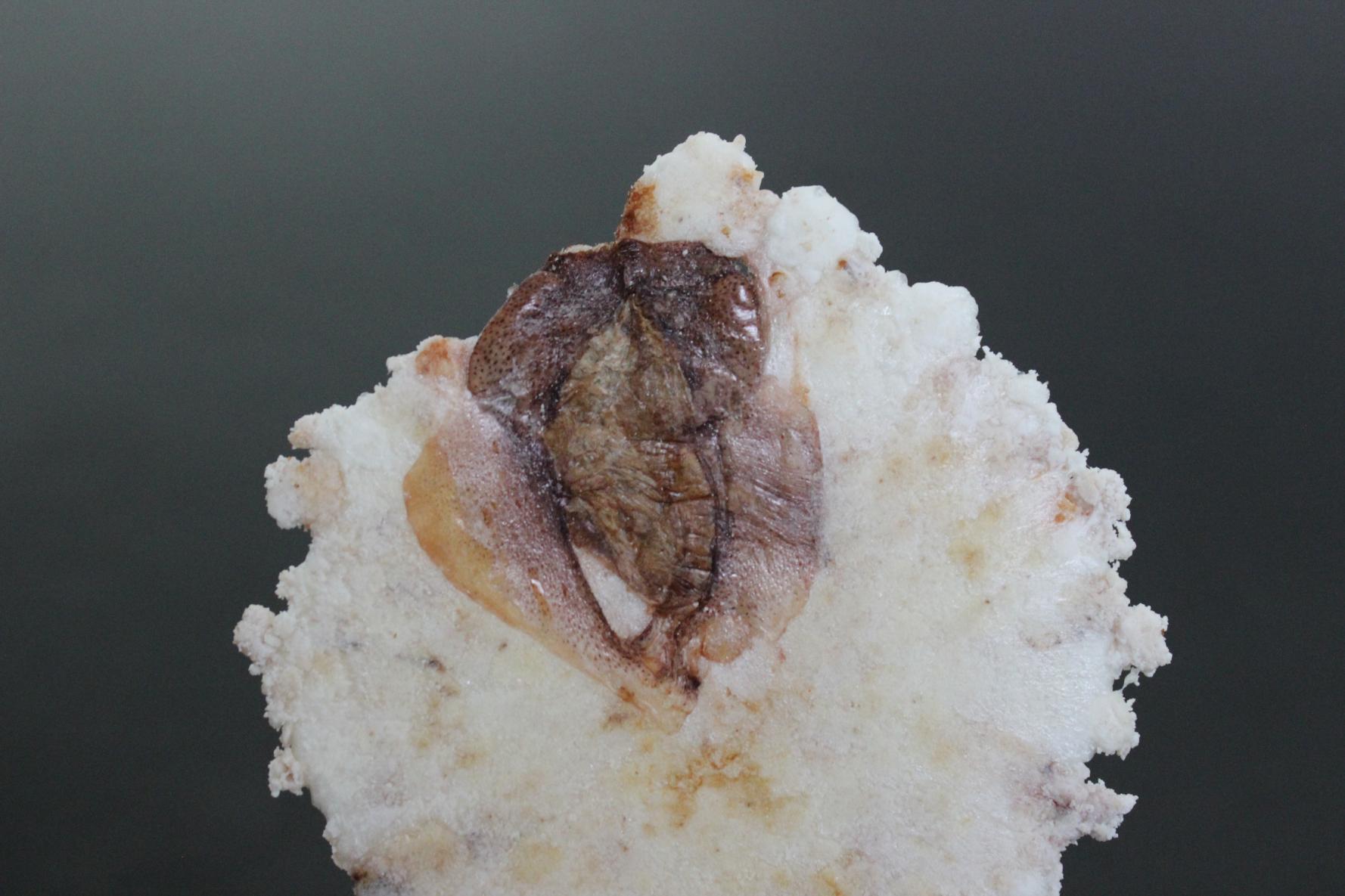 富山の海の幸が6種類楽しめる！「有磯せんべい」-2