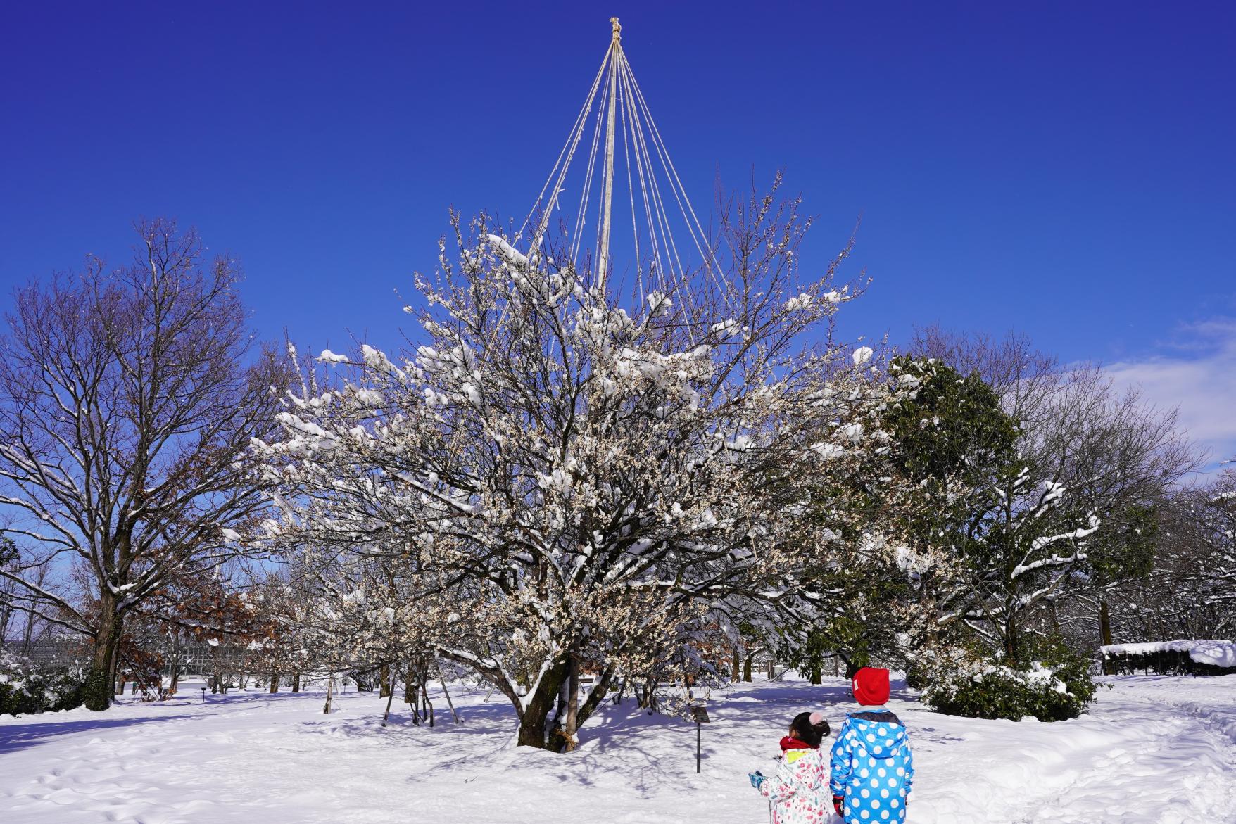 スポット①　富山県中央植物園【私のお気に入り！富山県を代表する梅の名所】-0