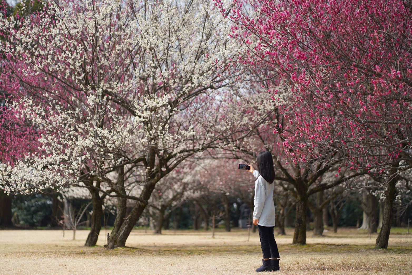 スポット③　馬場記念公園　【小鳥たちにも出会える梅園】-0