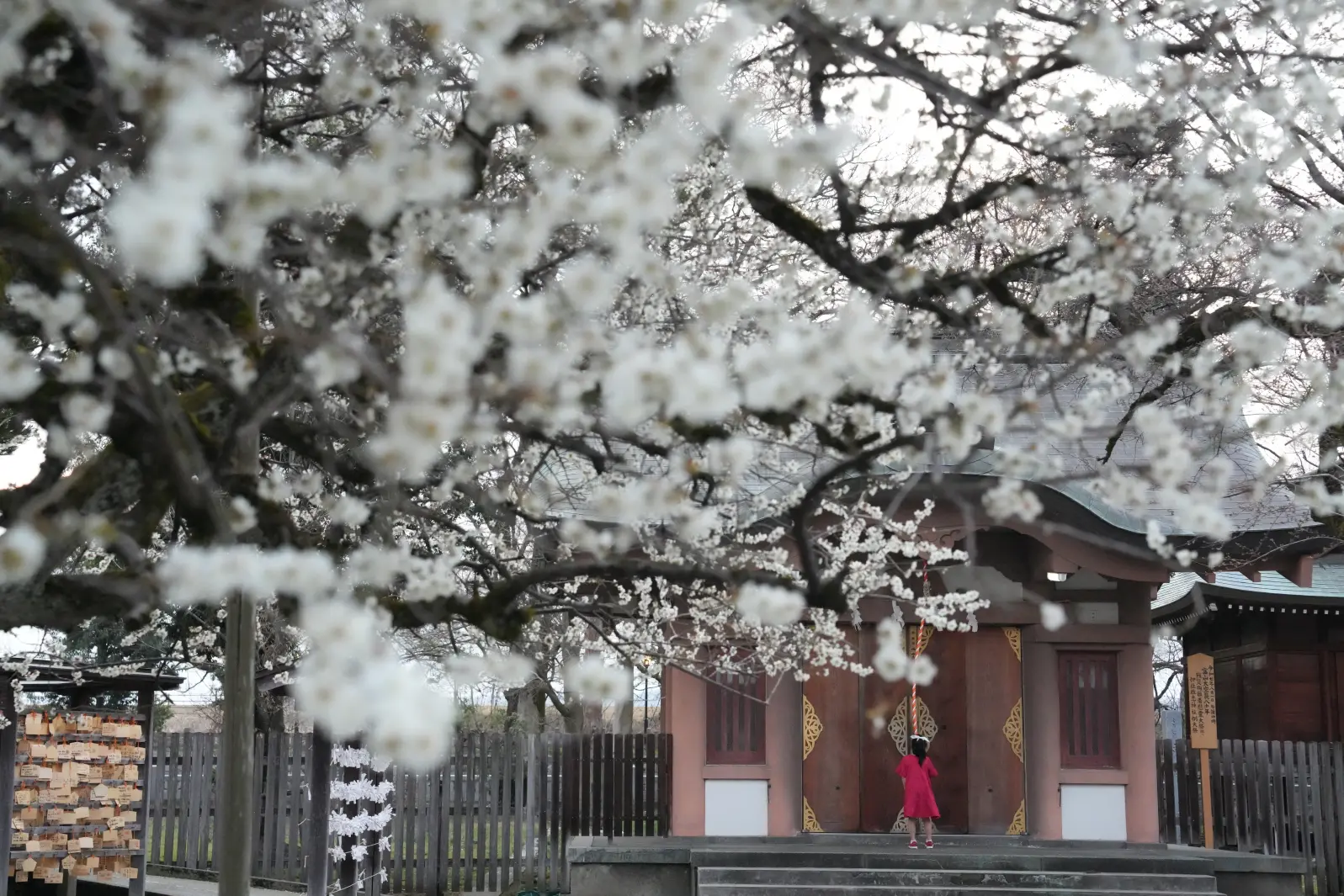 スポット④　富山県 護国神社【春に行きたい富山県を代表する神社】-0