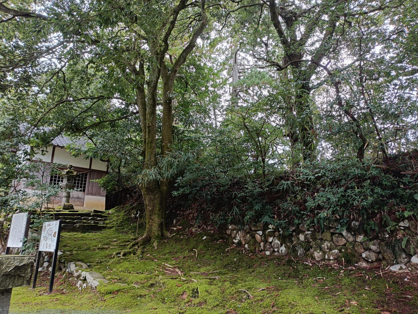 蚕堂〜木々に囲まれ静かに建つ社-0